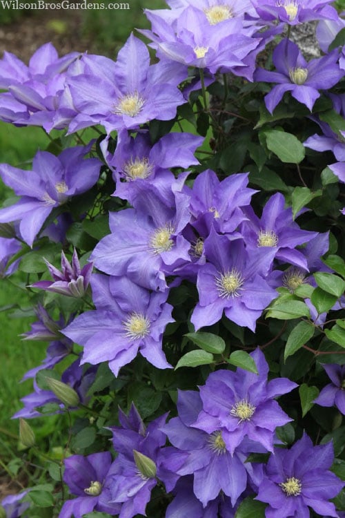  H. F. Young Clematis - 1 Gallon Pot