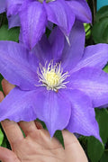  H. F. Young Clematis - 3 Gallon Pot