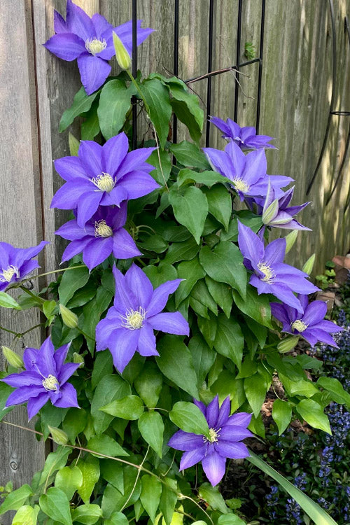  H. F. Young Clematis - 3 Gallon Pot
