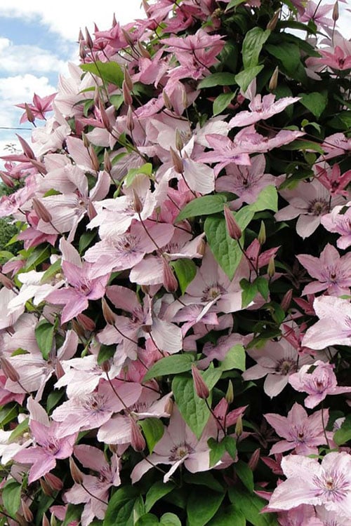  Hagley Hybrid Clematis - 1 Gallon Pot