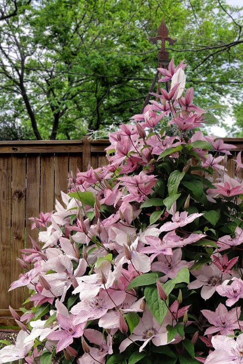  Hagley Hybrid Clematis - 1 Gallon Pot