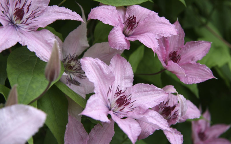  Hagley Hybrid Clematis - 1 Gallon Pot