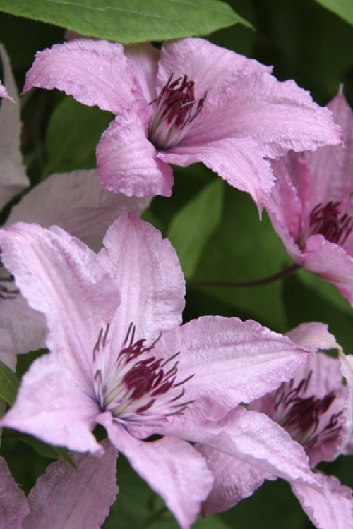  Hagley Hybrid Clematis - 1 Gallon Pot