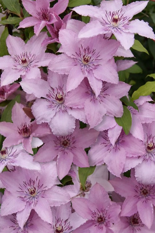  Hagley Hybrid Clematis - 1 Gallon Pot