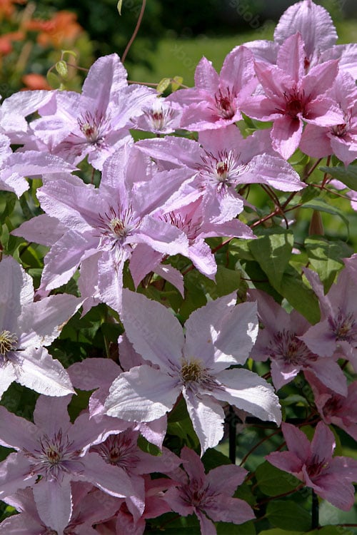  Hagley Hybrid Clematis - 1 Gallon Pot