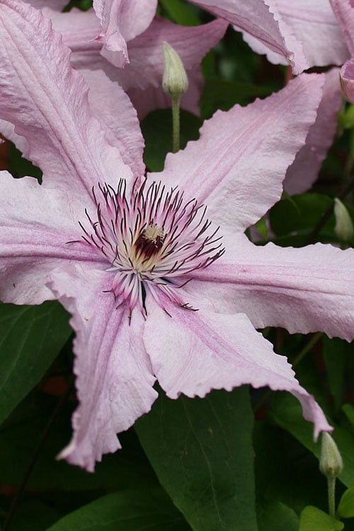  Hagley Hybrid Clematis - 1 Gallon Pot