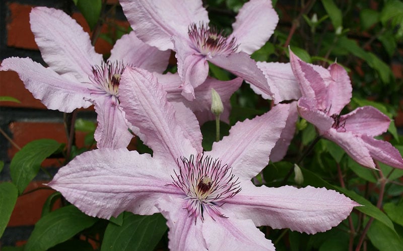  Hagley Hybrid Clematis - 1 Gallon Pot