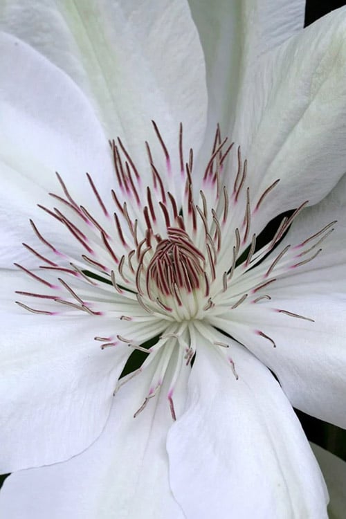  Henryi Clematis - 1 Gallon Pot