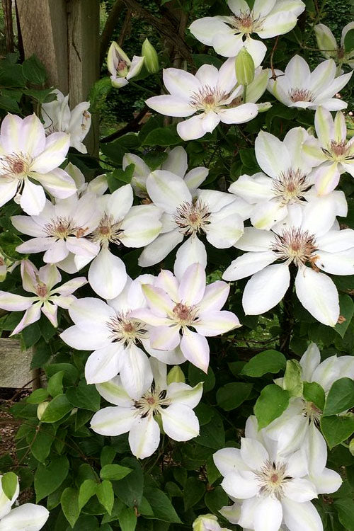  Henryi Clematis - 1 Gallon Pot