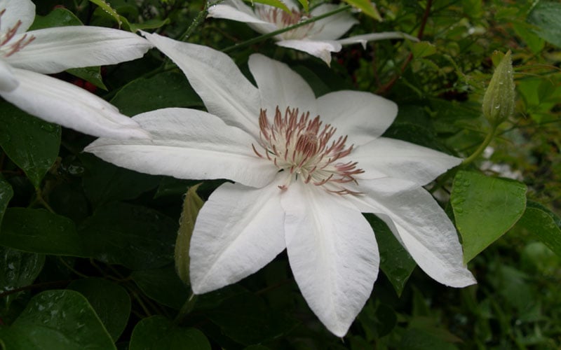  Henryi Clematis - 1 Gallon Pot