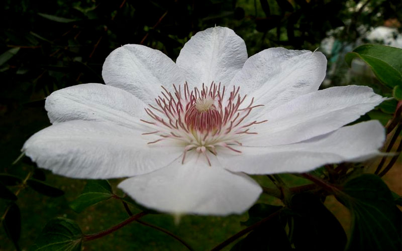  Henryi Clematis - 1 Gallon Pot