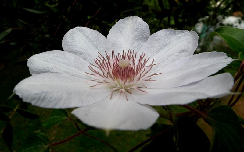  Henryi Clematis - 1 Gallon Pot