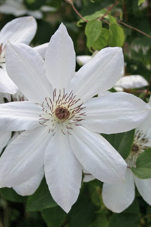  Henryi Clematis - 1 Gallon Pot