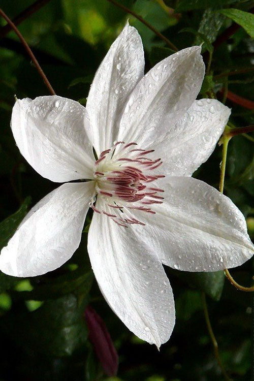  Henryi Clematis - 1 Gallon Pot