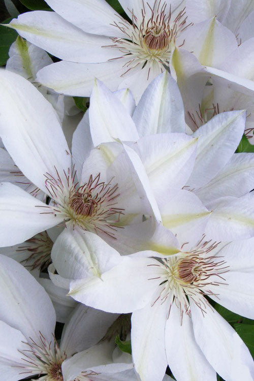  Henryi Clematis - 1 Gallon Pot