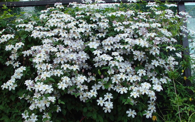  Huldine Clematis - 1 Gallon Pot