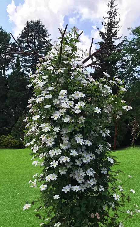  Huldine Clematis - 1 Gallon Pot