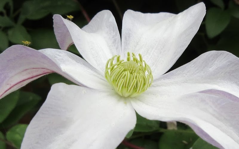  Huldine Clematis - 1 Gallon Pot