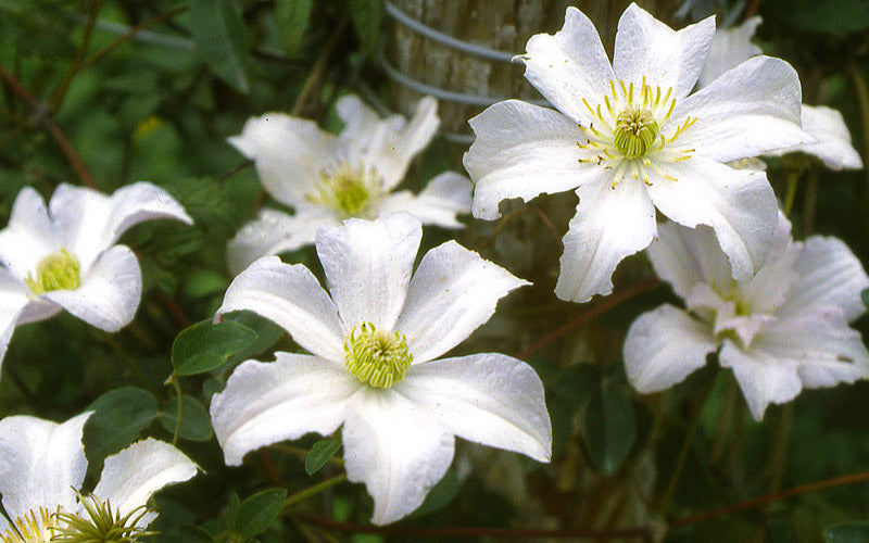  Huldine Clematis - 1 Gallon Pot