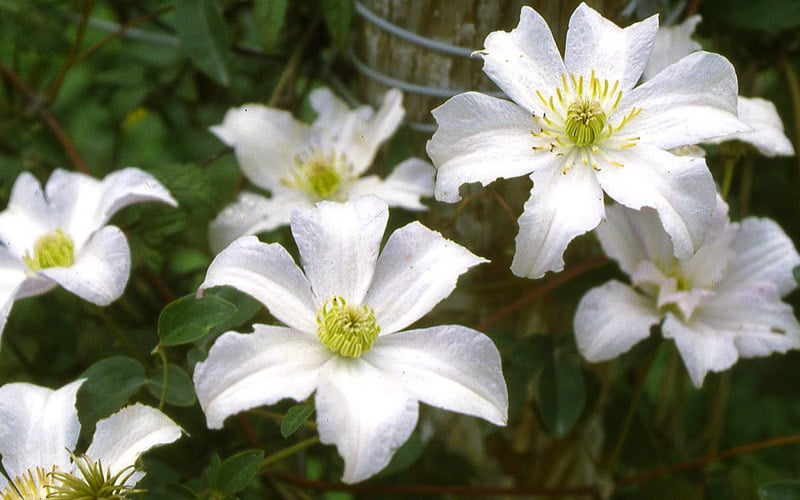  Huldine Clematis - 1 Gallon Pot