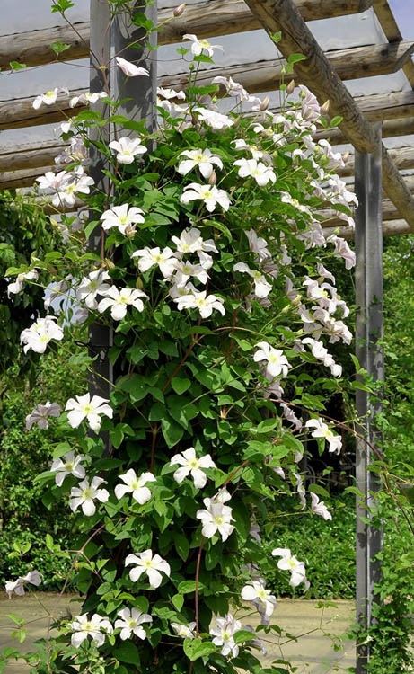  Huldine Clematis - 1 Gallon Pot