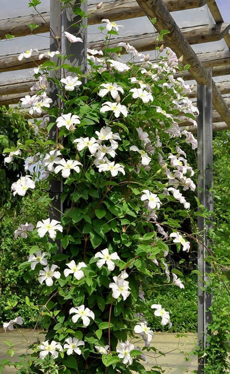  Huldine Clematis - 1 Gallon Pot