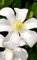  Huldine Clematis - 1 Gallon Pot