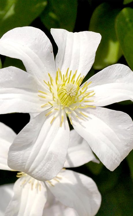  Huldine Clematis - 1 Gallon Pot