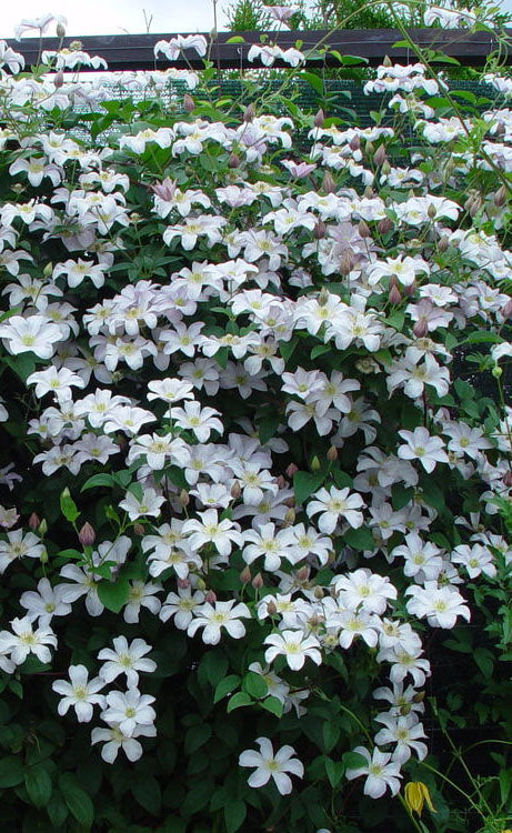  Huldine Clematis - 1 Gallon Pot
