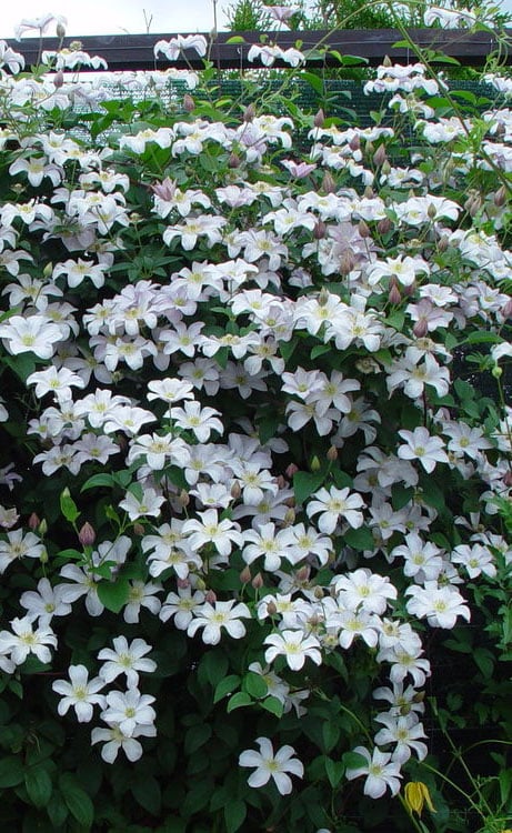  Huldine Clematis - 1 Gallon Pot