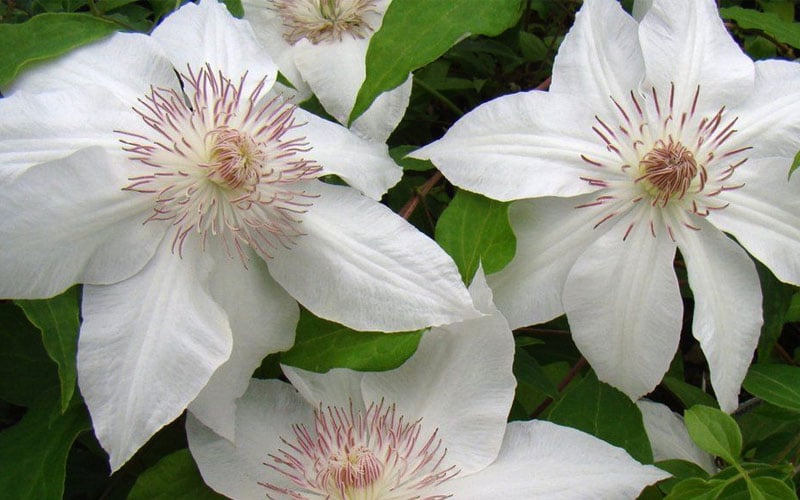  Hyde Hall Clematis - 1 Gallon Pot