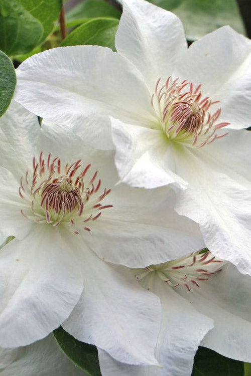  Hyde Hall Clematis - 1 Gallon Pot