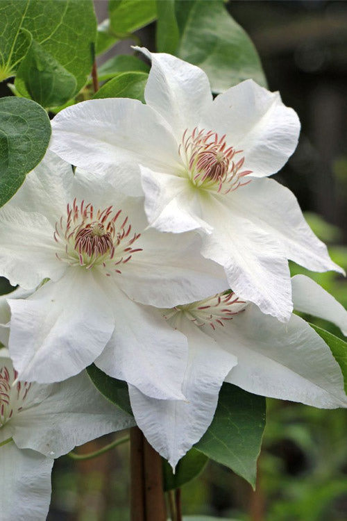  Hyde Hall Clematis - 1 Gallon Pot