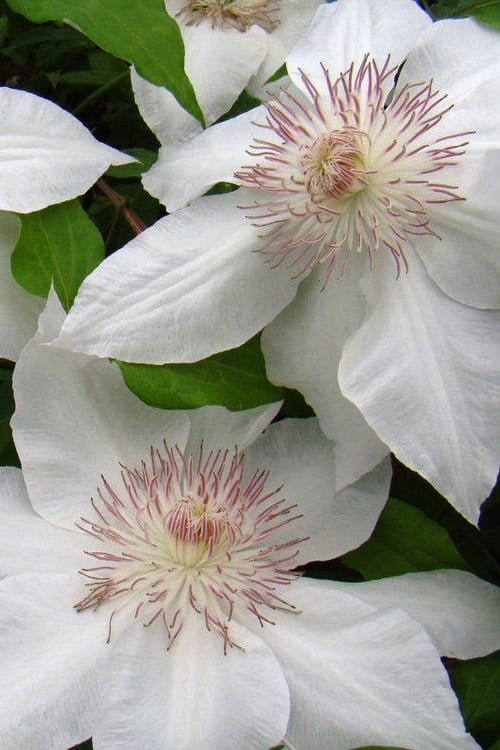  Hyde Hall Clematis - 1 Gallon Pot