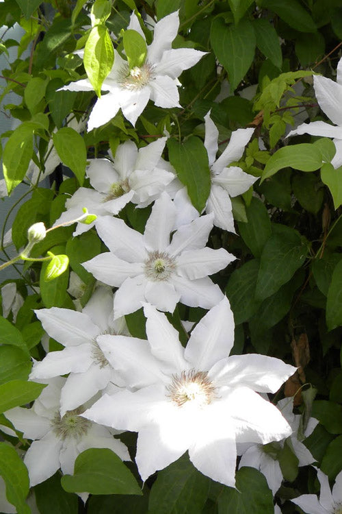  Hyde Hall Clematis - 1 Gallon Pot
