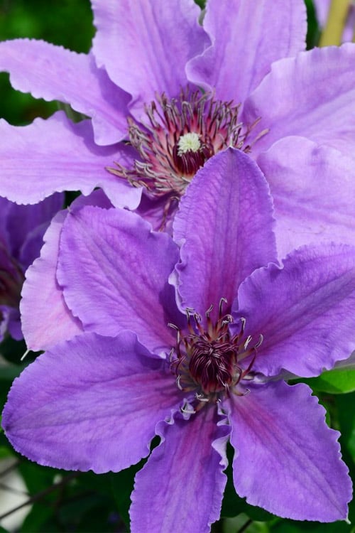  Ines Clematis - 1 Gallon Pot