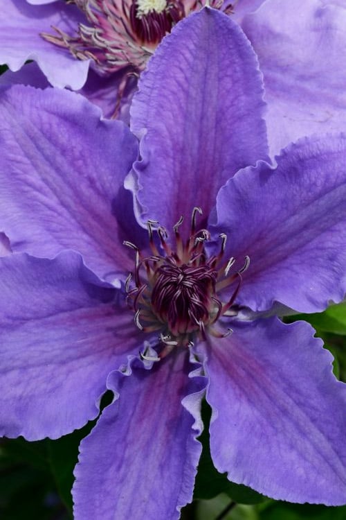  Ines Clematis - 1 Gallon Pot