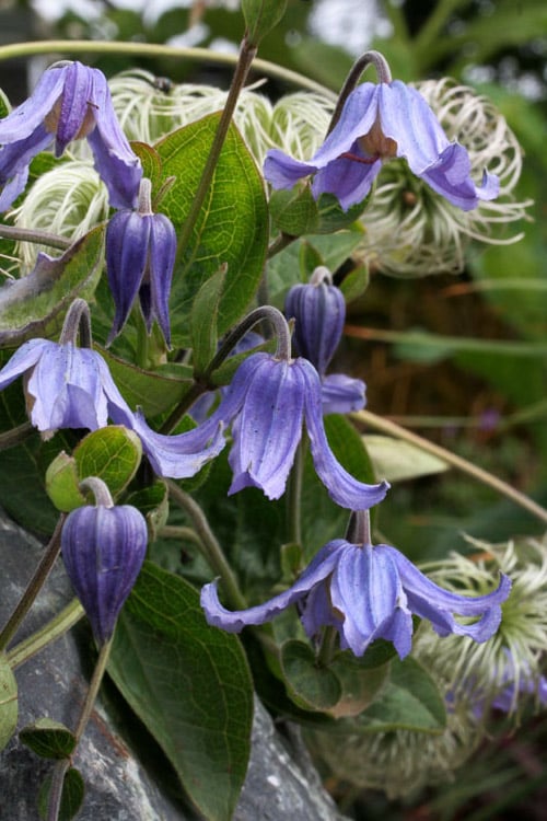  Clematis Integrifolia (Solitary Bush Clematis) - 1 Gallon Pot