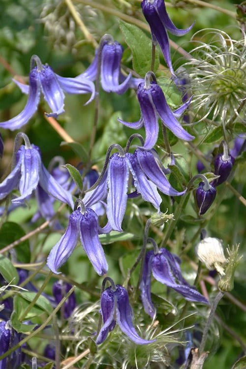  Clematis Integrifolia (Solitary Bush Clematis) - 1 Gallon Pot
