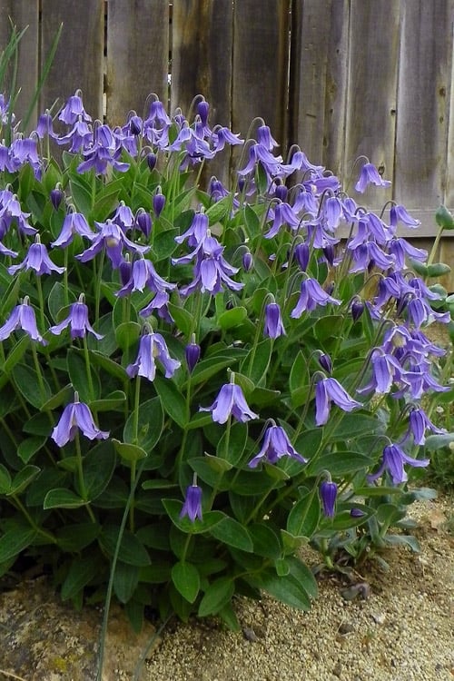  Clematis Integrifolia (Solitary Bush Clematis) - 1 Gallon Pot