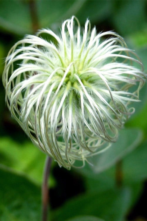  Clematis Integrifolia (Solitary Bush Clematis) - 1 Gallon Pot