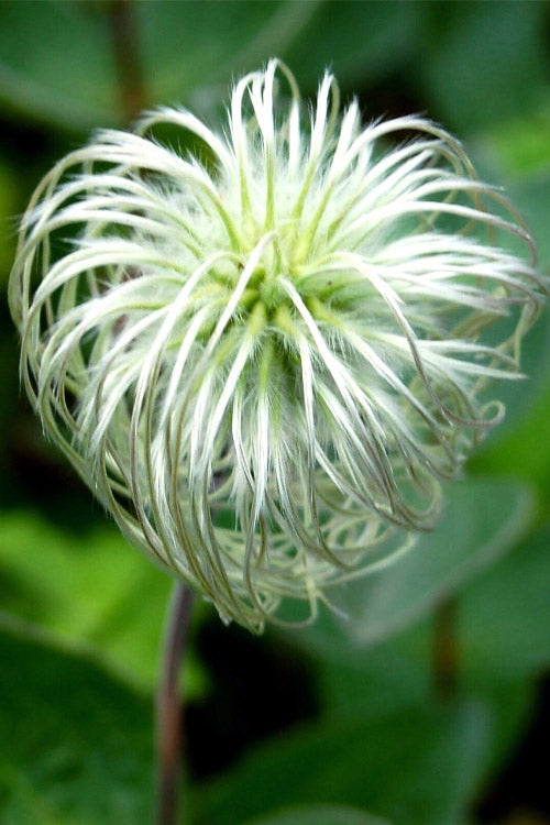  Clematis Integrifolia (Solitary Bush Clematis) - 1 Gallon Pot
