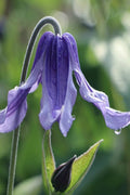  Clematis Integrifolia (Solitary Bush Clematis) - 1 Gallon Pot