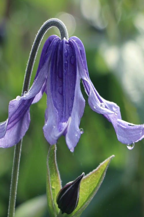  Clematis Integrifolia (Solitary Bush Clematis) - 1 Gallon Pot