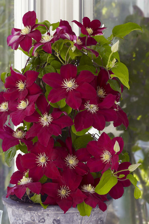  Issey Clematis - 1 Gallon Pot