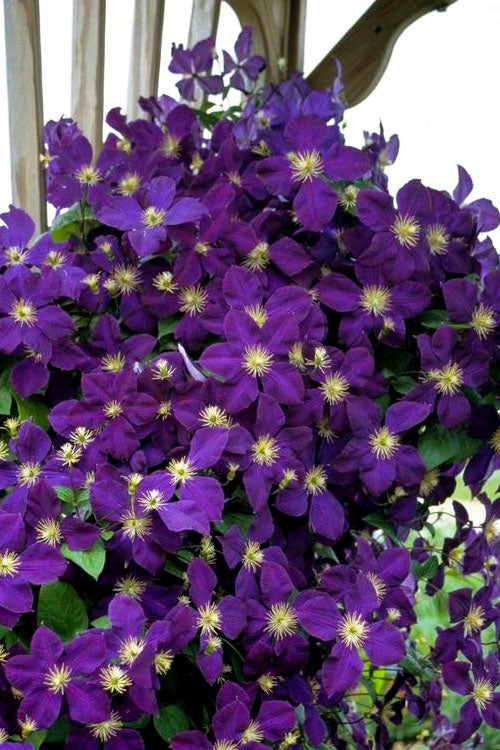  Jackmanii Purple Clematis - 1 Gallon Pot