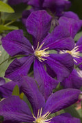  Jakmanii Purple Clematis - 1 Gallon Pot