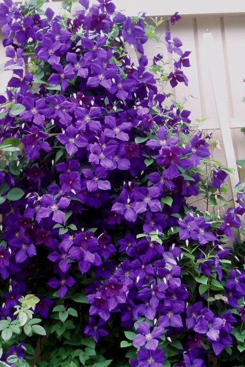  Jackmanii Purple Clematis - 1 Gallon Pot