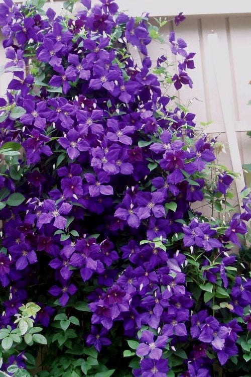  Jakmanii Purple Clematis - 1 Gallon Pot