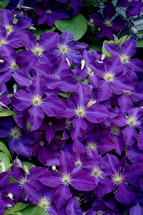  Jackmanii Superba Clematis - 1 Gallon Pot